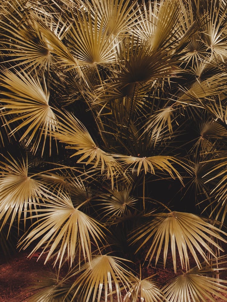 Golden Palm Leaves III