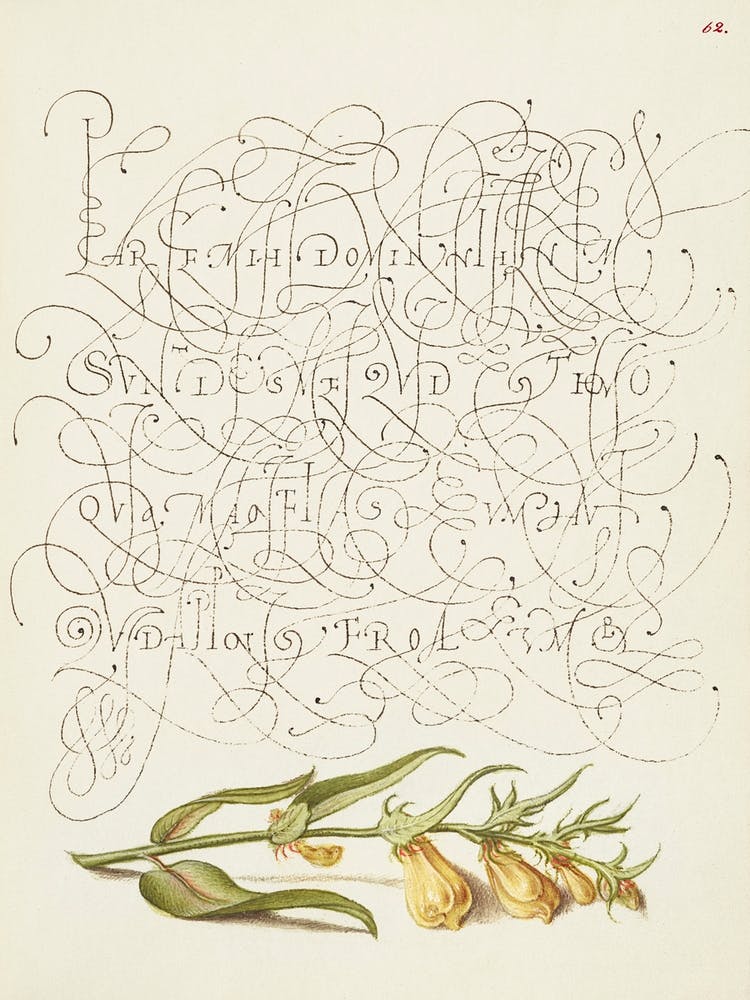 Cow Wheat From Mira Calligraphiae Monumenta, Joris Hoefnagel