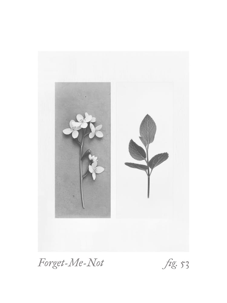 Forget Me Not Botanical Collage 3