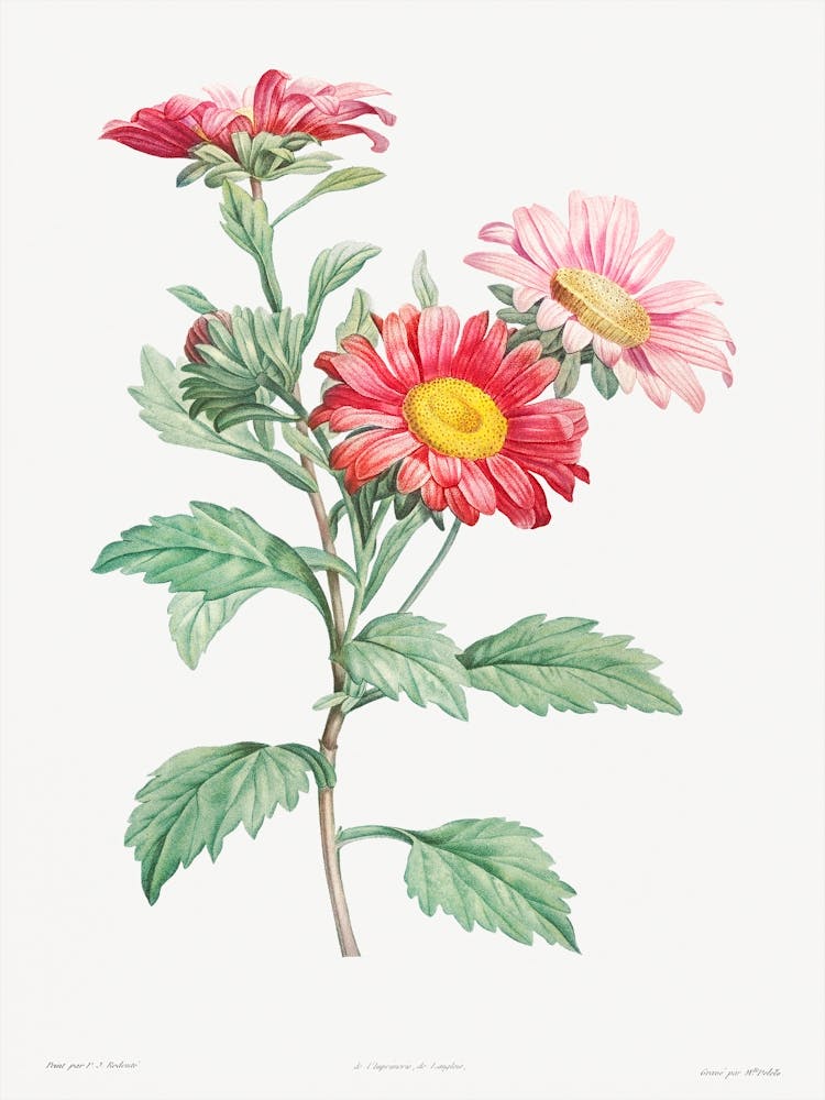 Red Aster from La Botanique de J. J. Rousseau, Pierre Joseph Redoute
