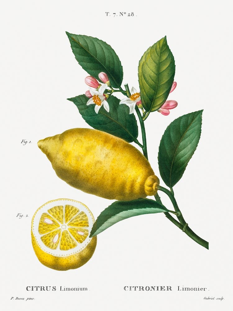 An Enlarged Version Of Lemon With Leaves, Pierre Joseph Redoute