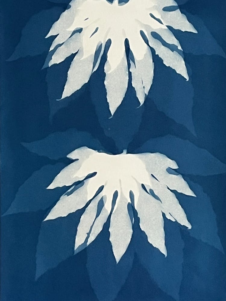 Blue cyanotype flower print