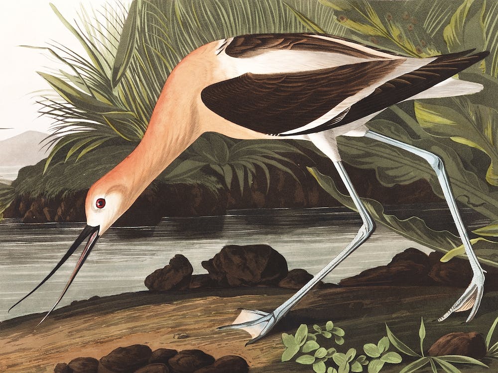 American Avocet