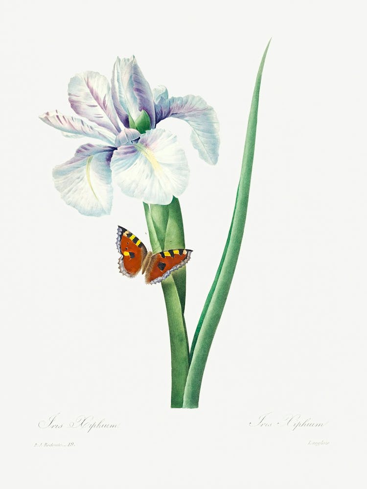 Spanish Iris, Pierre Joseph Redoute (2)