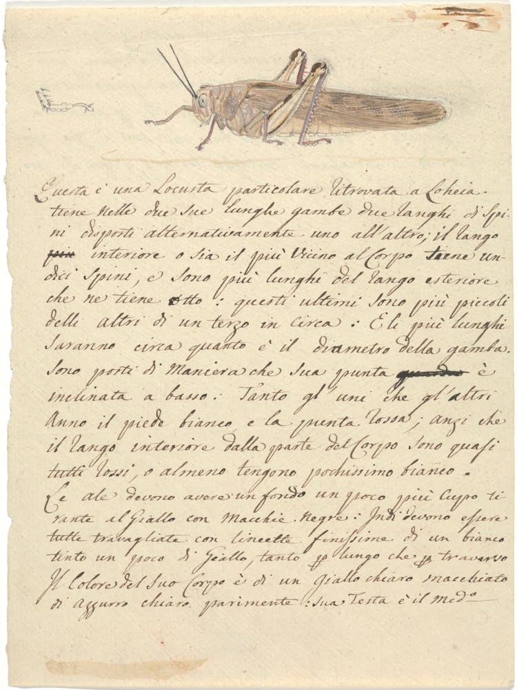 Locust, Luigi Balugani