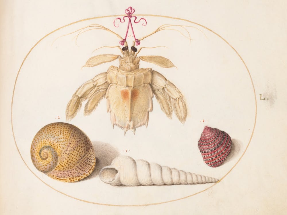 Animalia Aqvatilia et Cochiliata (c. 1575-1580), Joris Hoefnagel