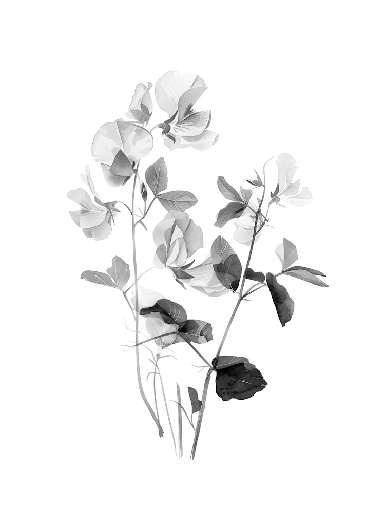 Black And White Flowers 44