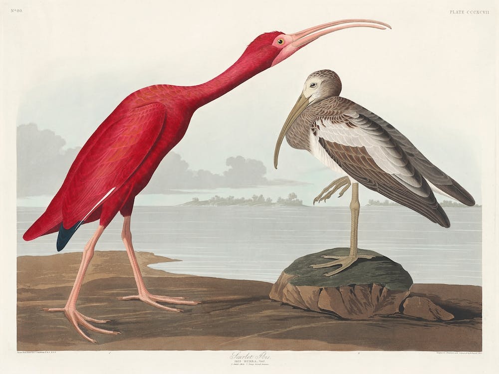 Scarlet Ibis, Birds Of America John James Audubon