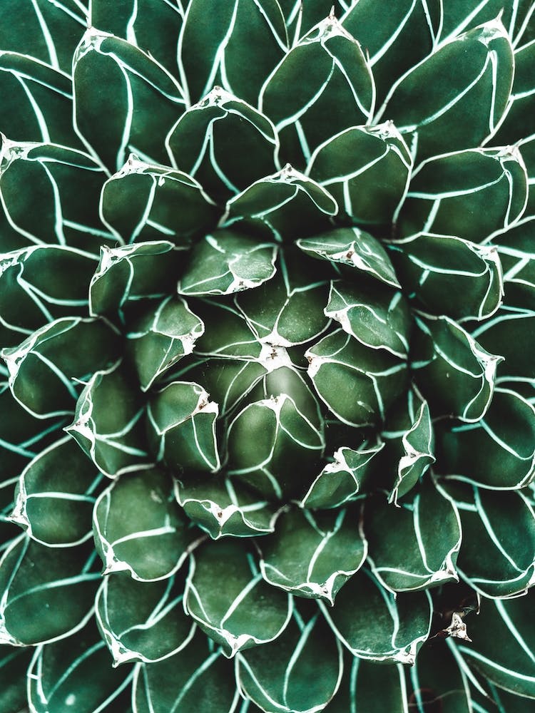 Green Cactus Heart