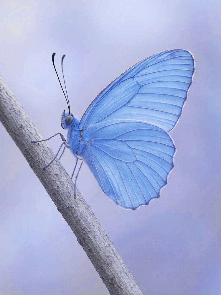 Blue Butterfly 6