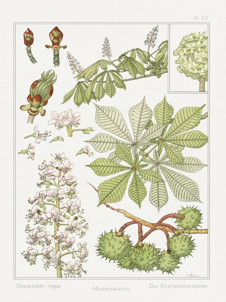 Chestnut Tree From The Plant And Its Ornamental Applications (1896), Maurice Pillard Verneuil 2