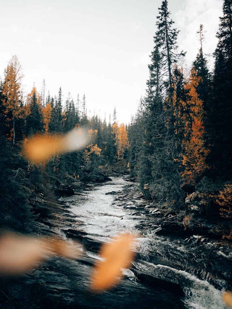 Wilde Flüsse und Wälder