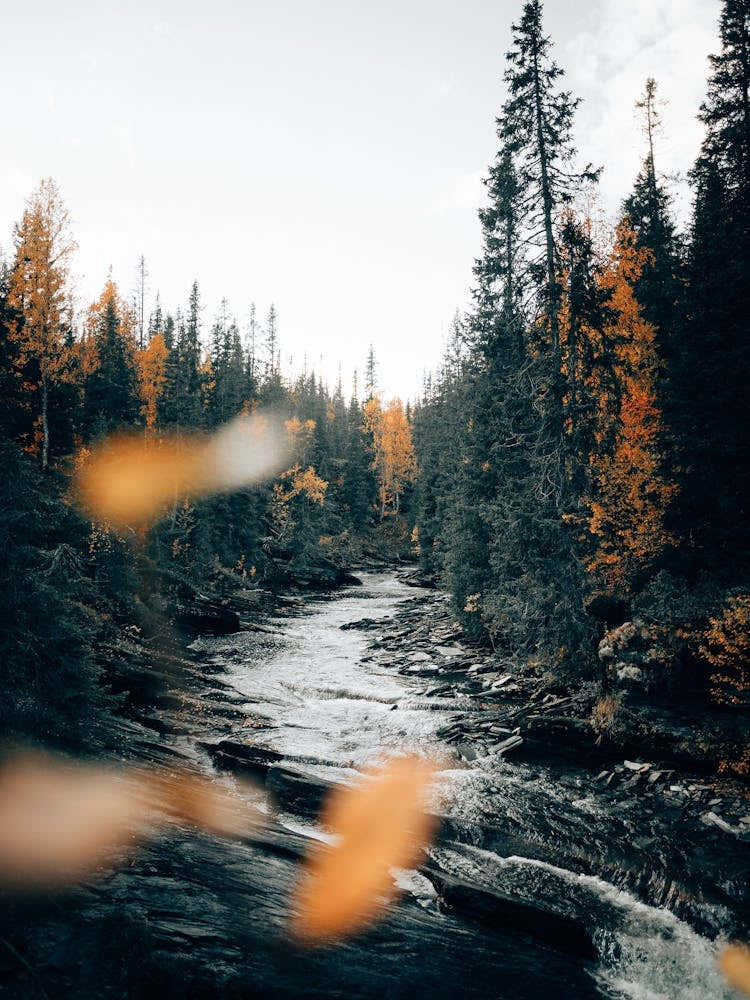 Wild rivers and forests