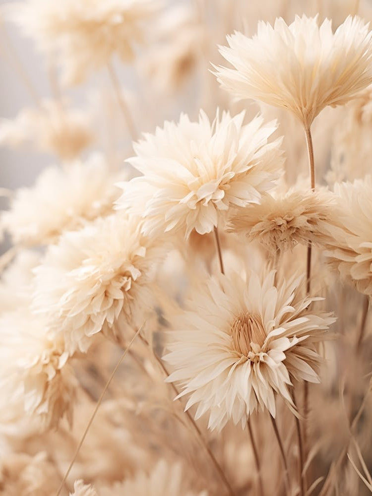 Boho Dried Flowers Asters 4