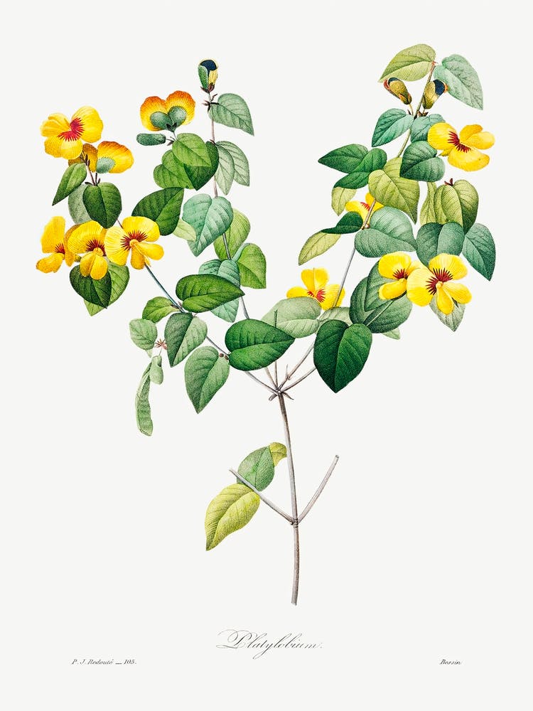 Handsome Flat Pea, Pierre Joseph Redoute