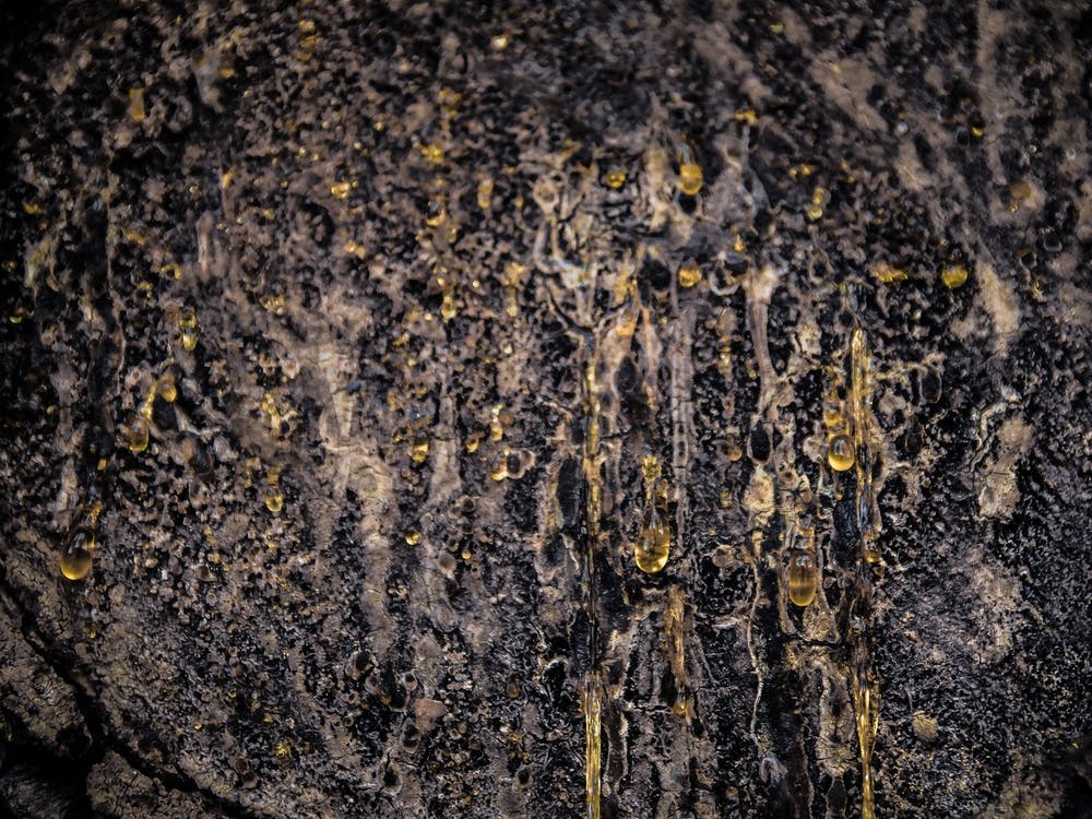 Close Up Of Resin On A Tree