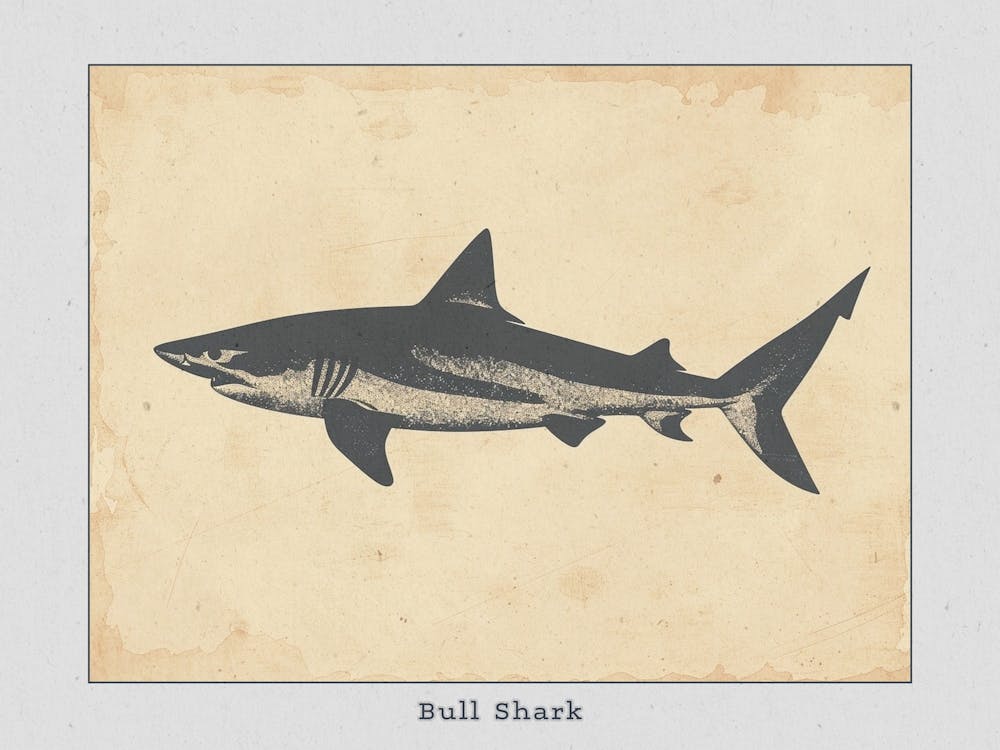 Bull Shark Grey Silhouette 2 Poster