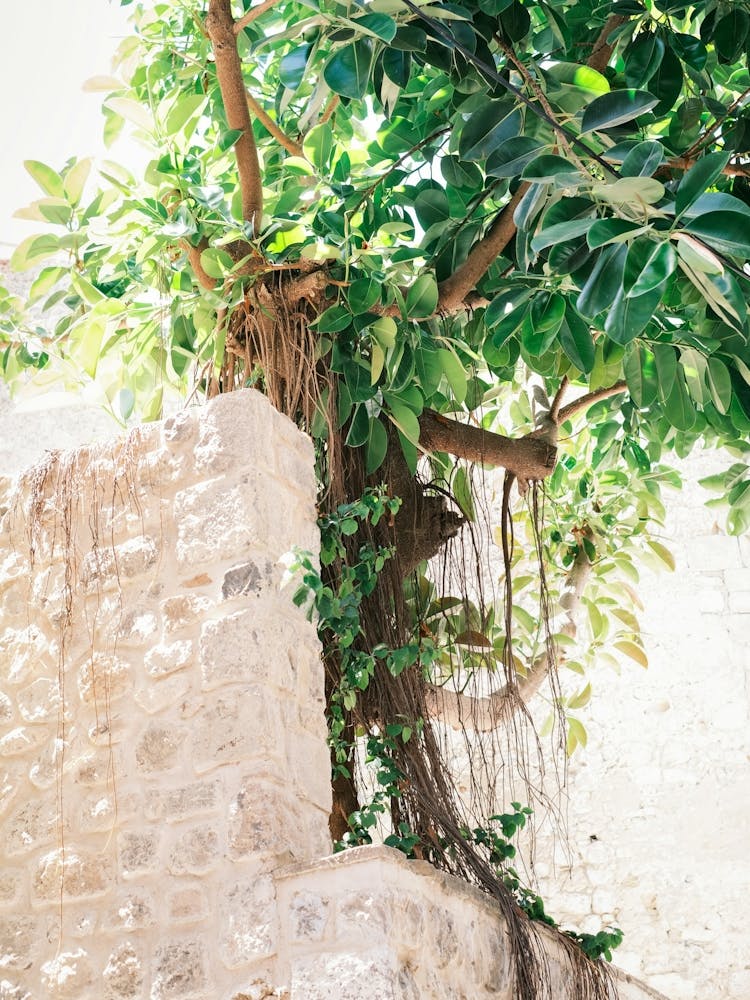 Green Tree In Street of Eivissa // Ibiza Travel Photography
