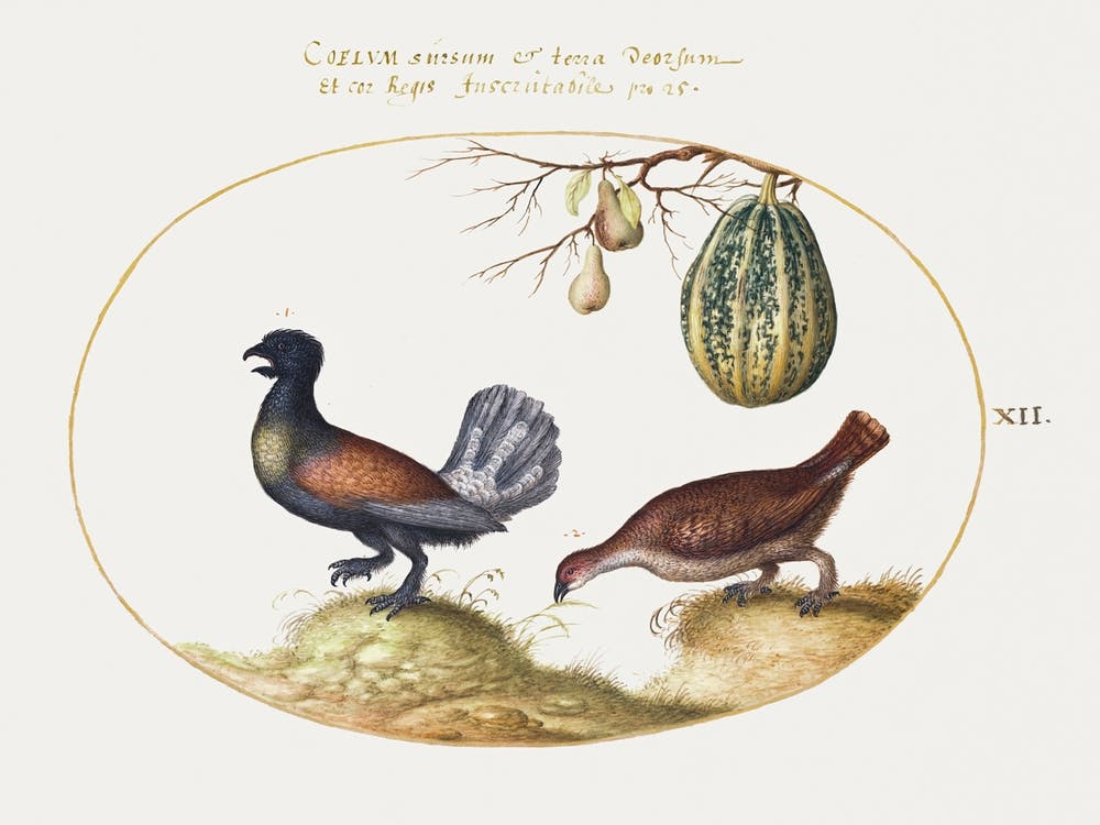 Pair Of Wood Grouse With A Melon And Pears (1575–1580), Joris Hoefnagel