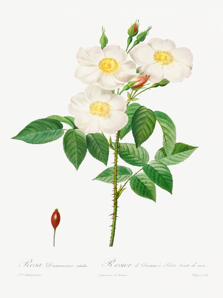 Rosa Damascena, Subalba (1817–1824), Pierre Joseph Redoute