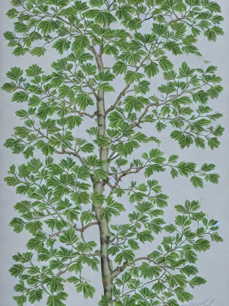 Chinese Elm 2 tree Vintage Botanical