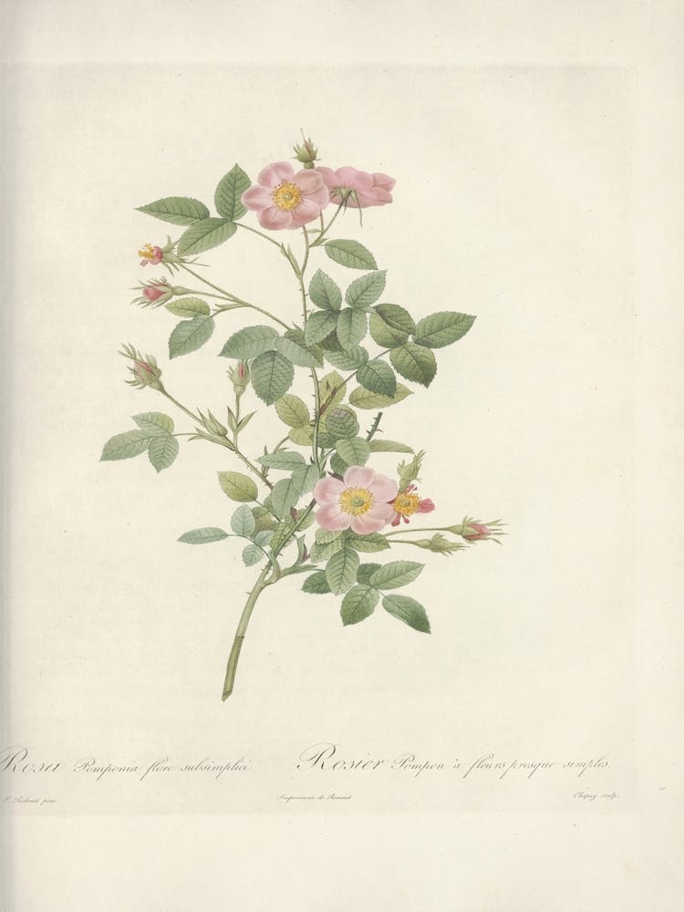 Rose Illustration, Pierre Joseph Redoute (64)