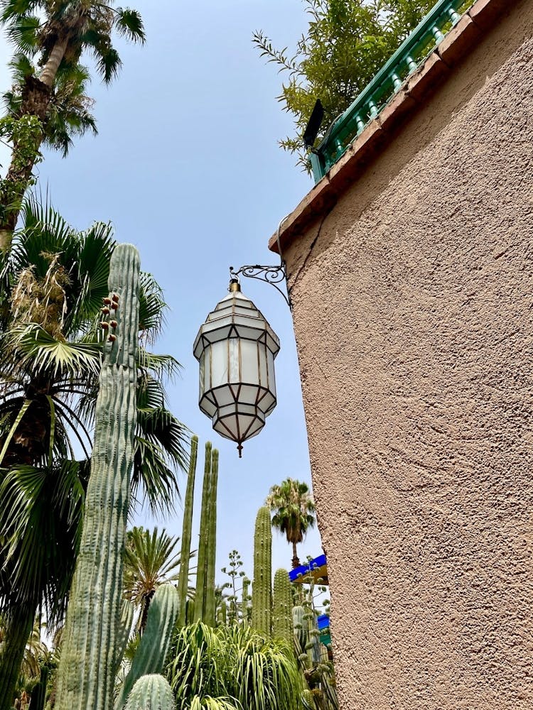 Lamp In A Cactus Garden