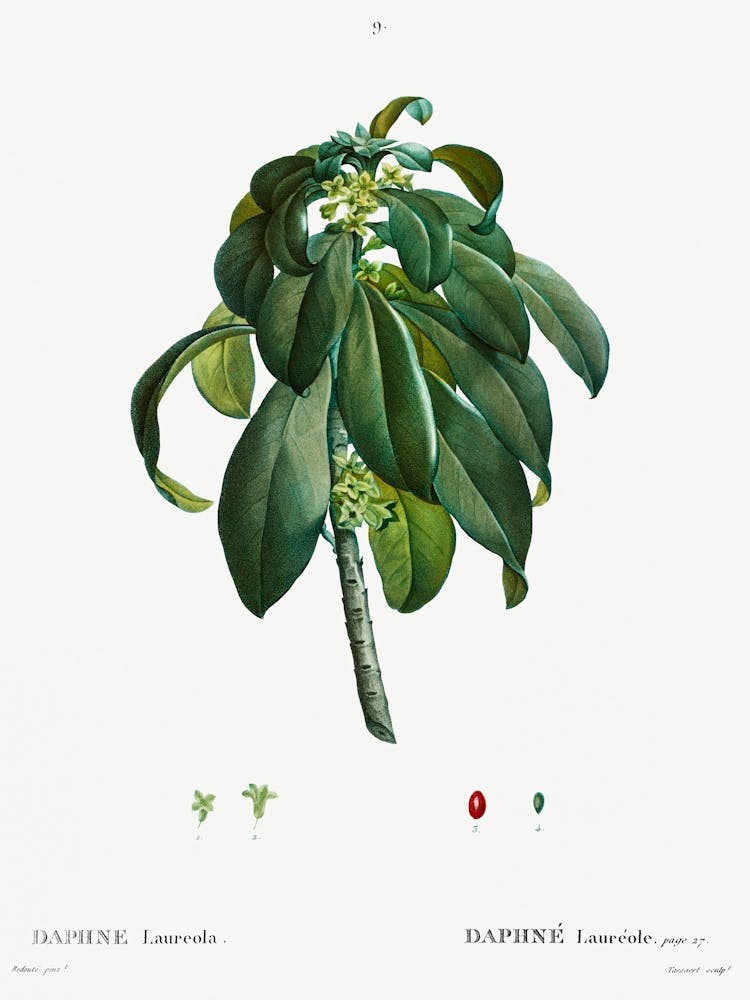 Spurge Laurel, Pierre Joseph Redoute