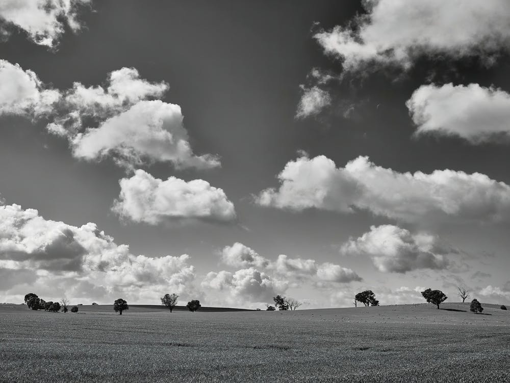 Field Of Shades