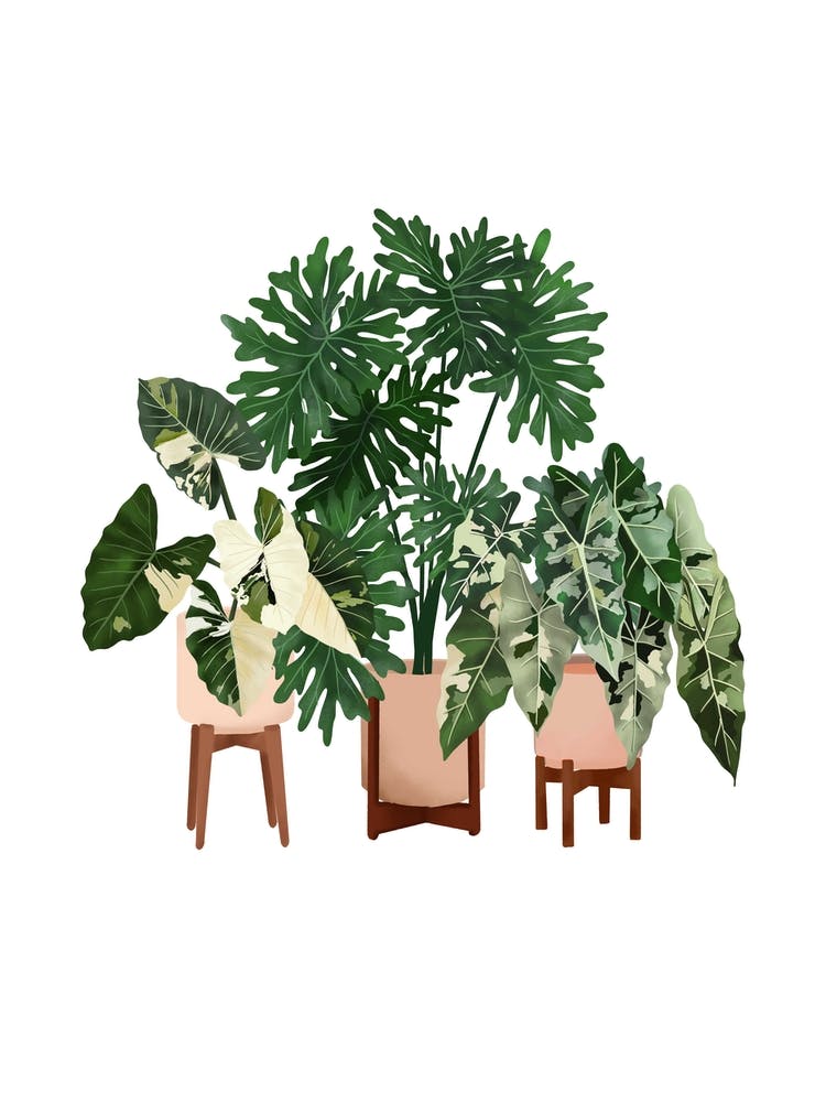 House Plants Club 14
