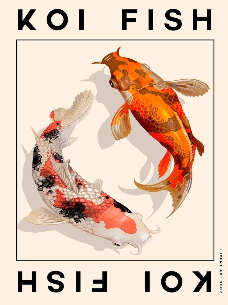 Koi Fish Illustration