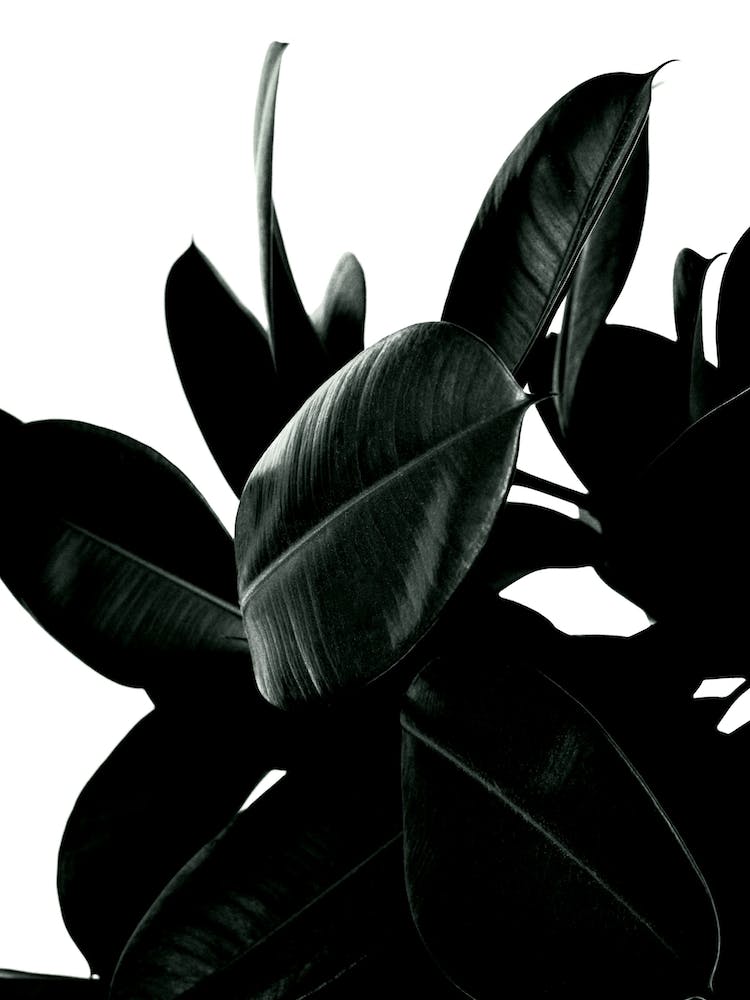 Wild Jungle Green