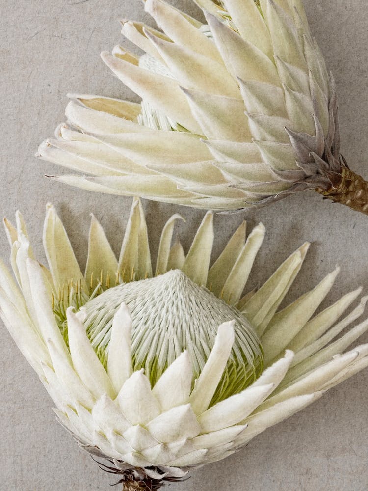 White Proteas
