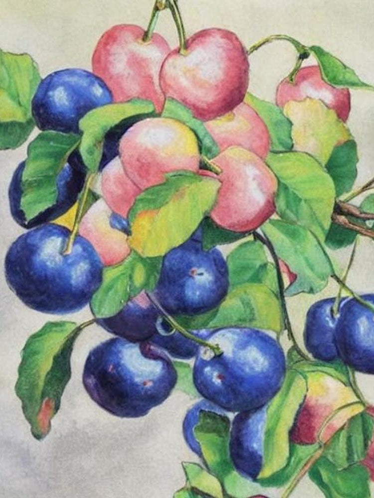 Surinam Cherry Vintage Sketch Fruit