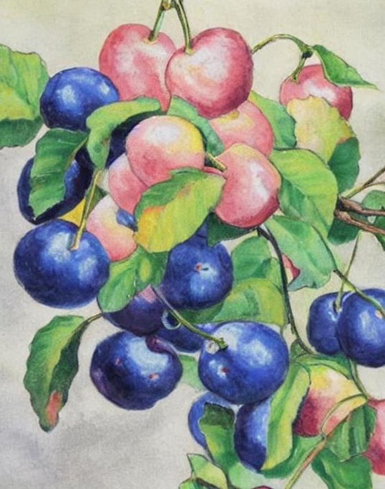 Surinam Cherry Vintage Sketch Fruit
