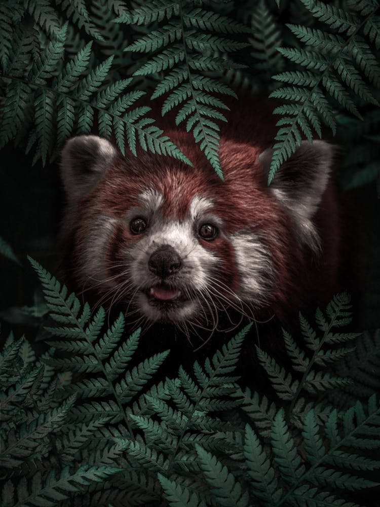 Cute Red Panda