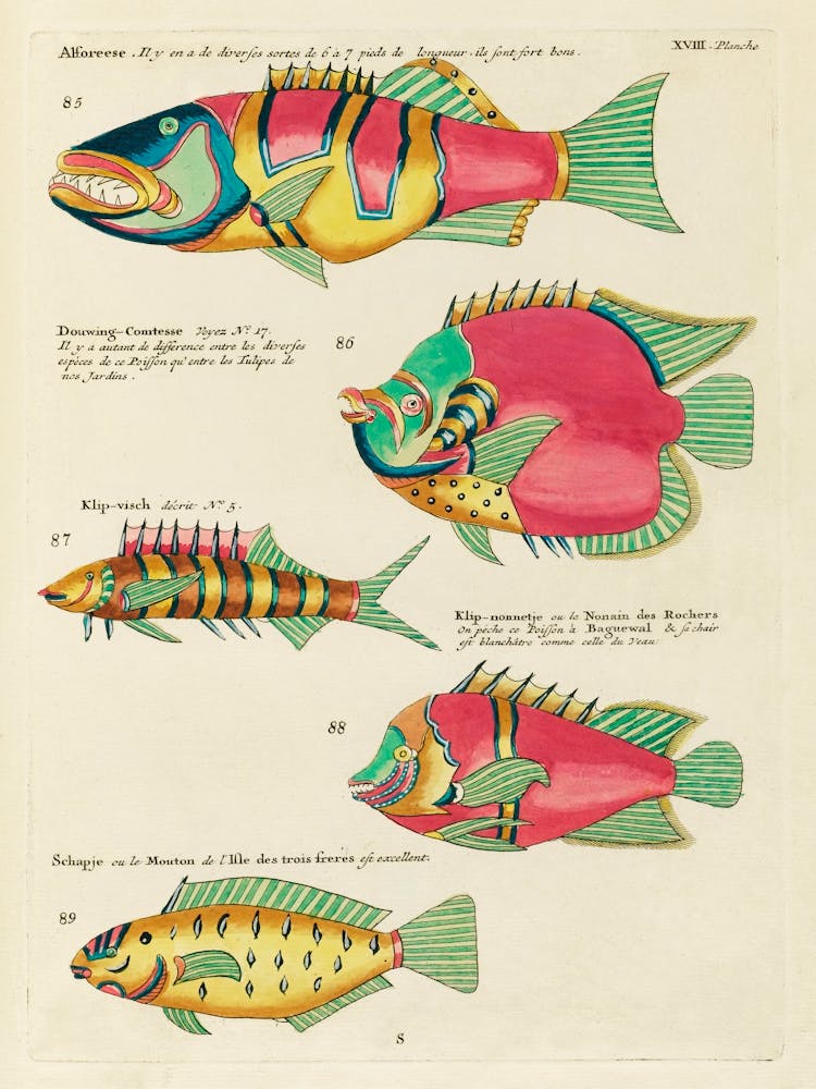 Colourful And Surreal Illustrations Of Fishes Found In Moluccas (Indonesia) And The East Indies, Louis Renard (1)