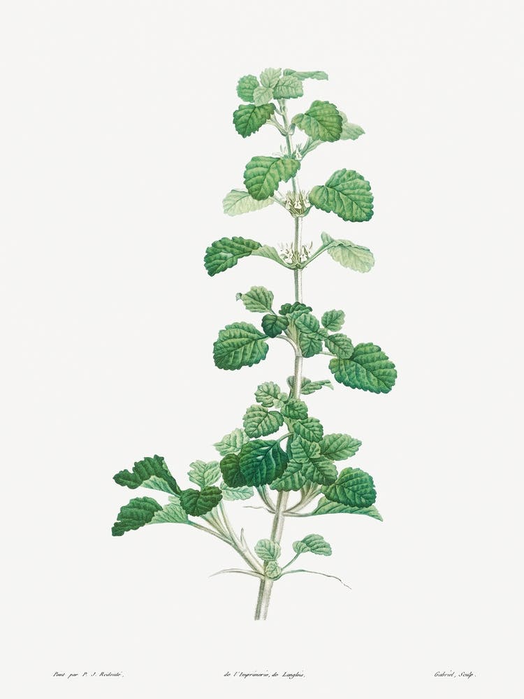 Cluster of Small White Flowers from La Botanique de J. J. Rousseau, Pierre Joseph Redoute