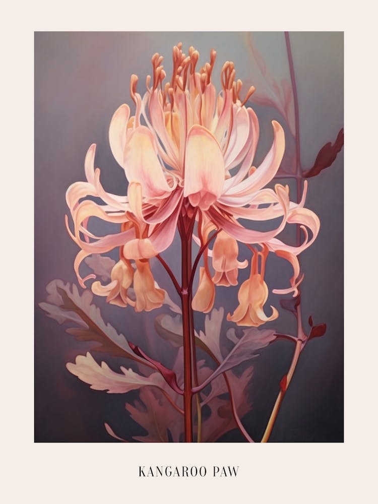 Floral Illustration Kangaroo Paw Flower Poster