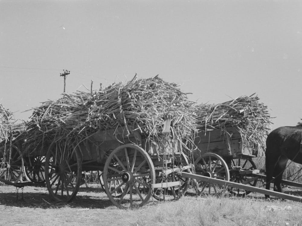 Untitled Photo, Possibly Related To Farmer Astride Horse Pulling Sugarcane To Railroad Loading Platform Near