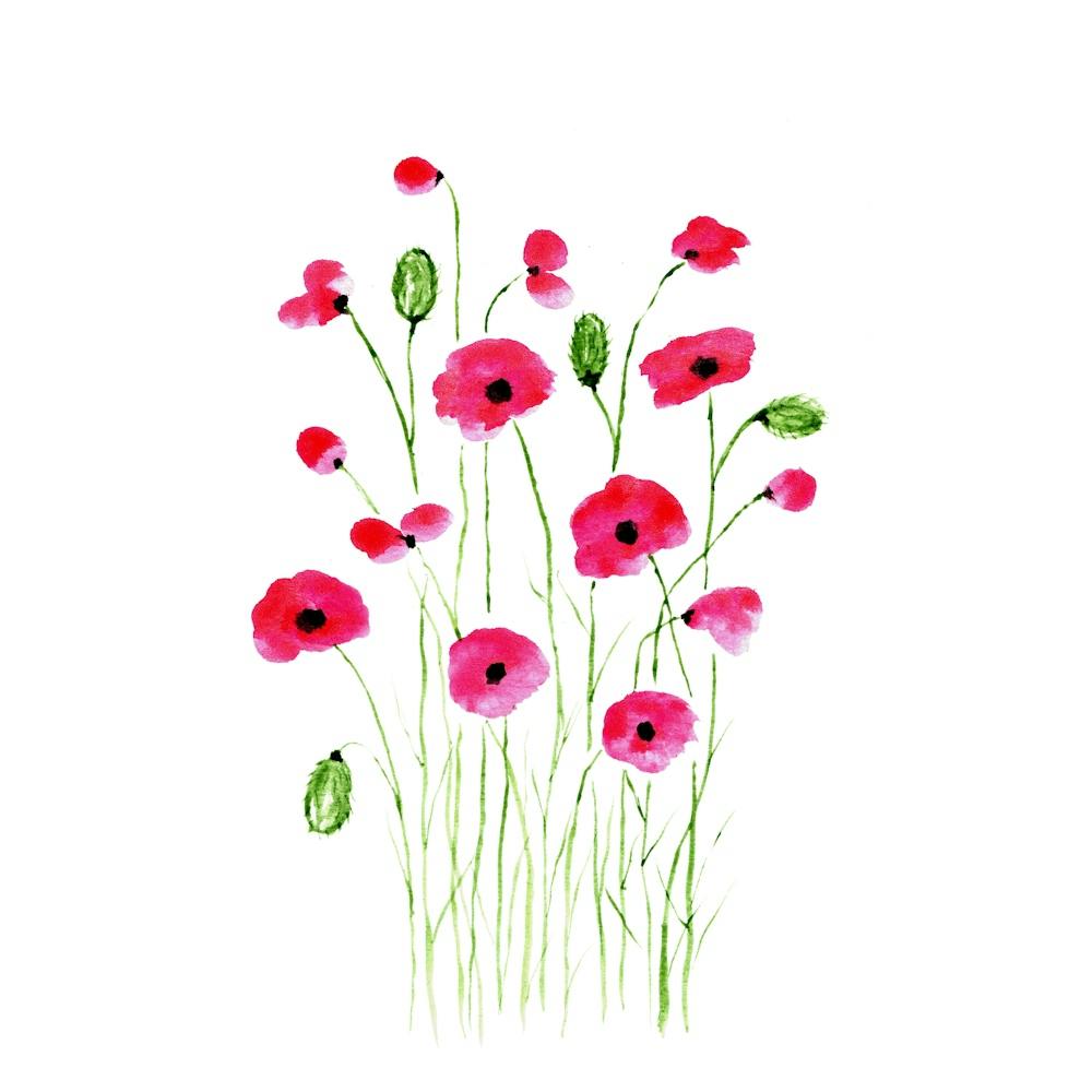Poppies
