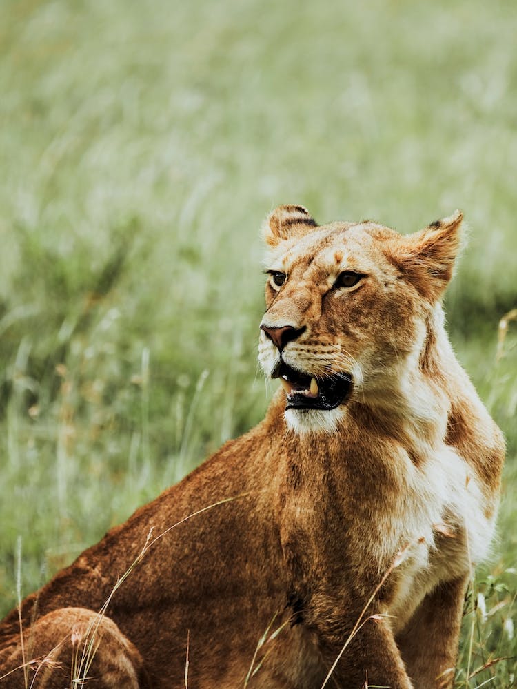 Tanzania Iv