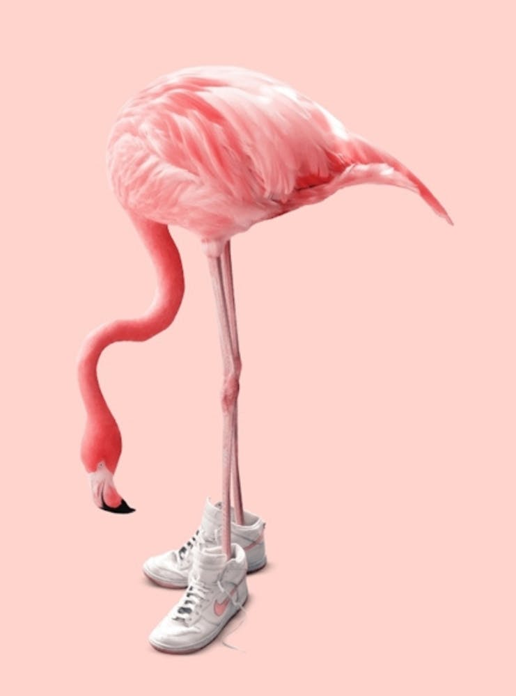 Flamingo