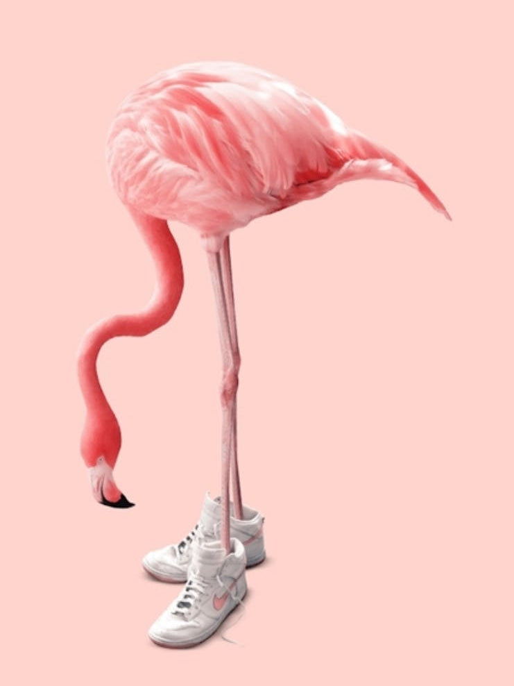 Flamingo