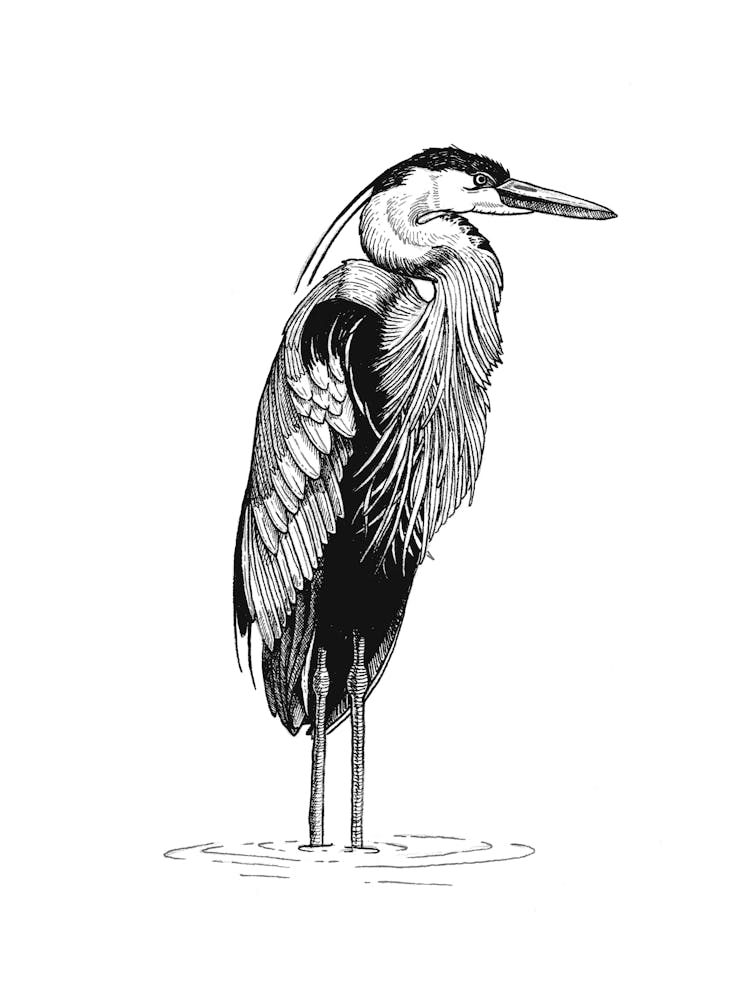 Great Blue Heron Standing in Ink