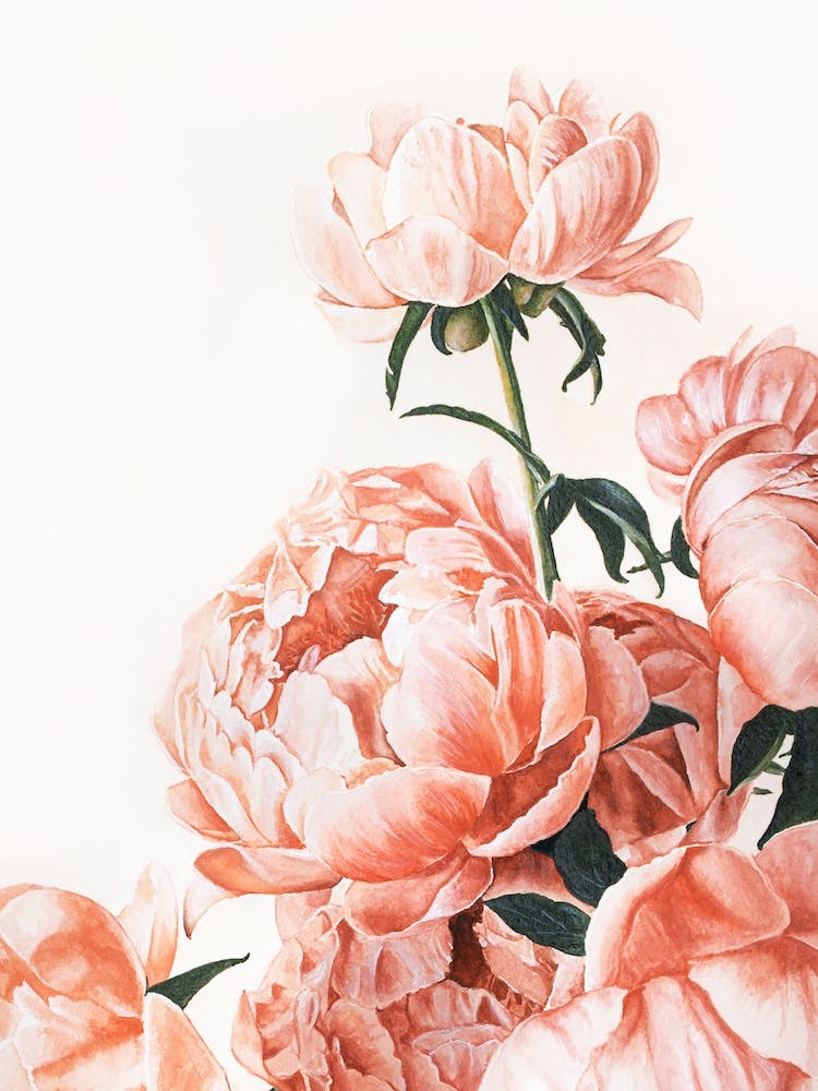 Peonies