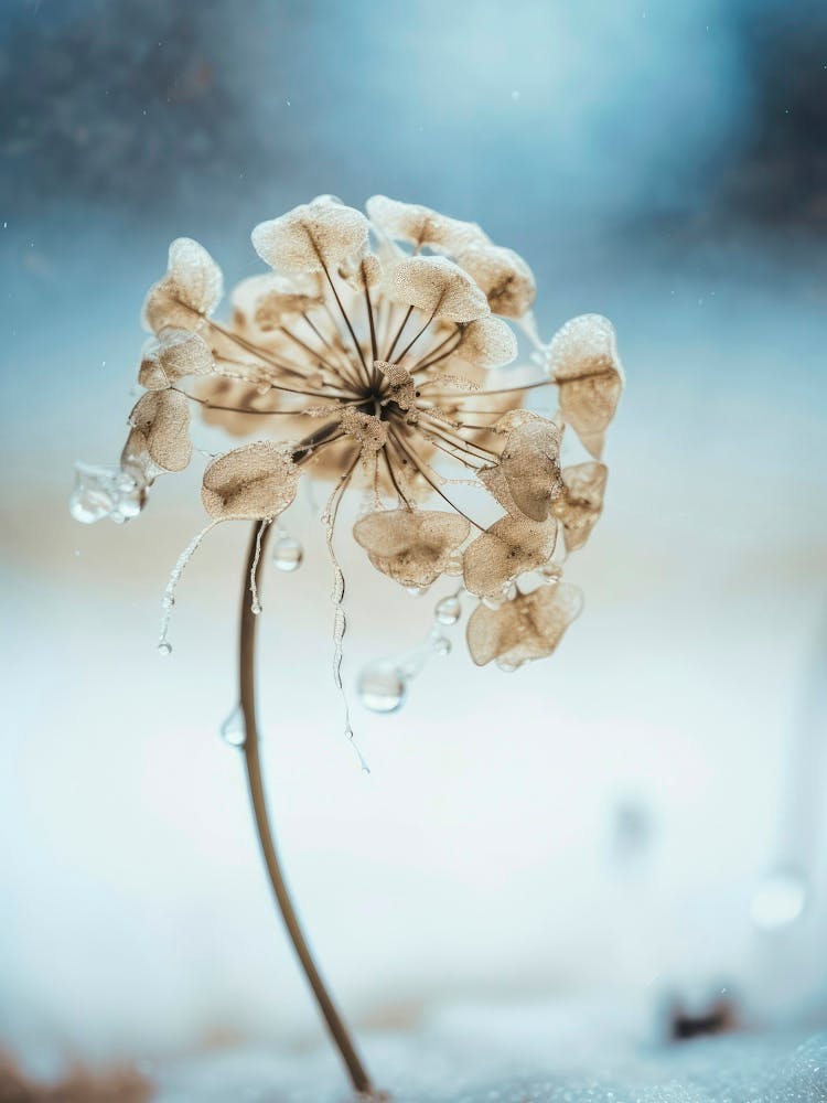 Frozen Flower No 2