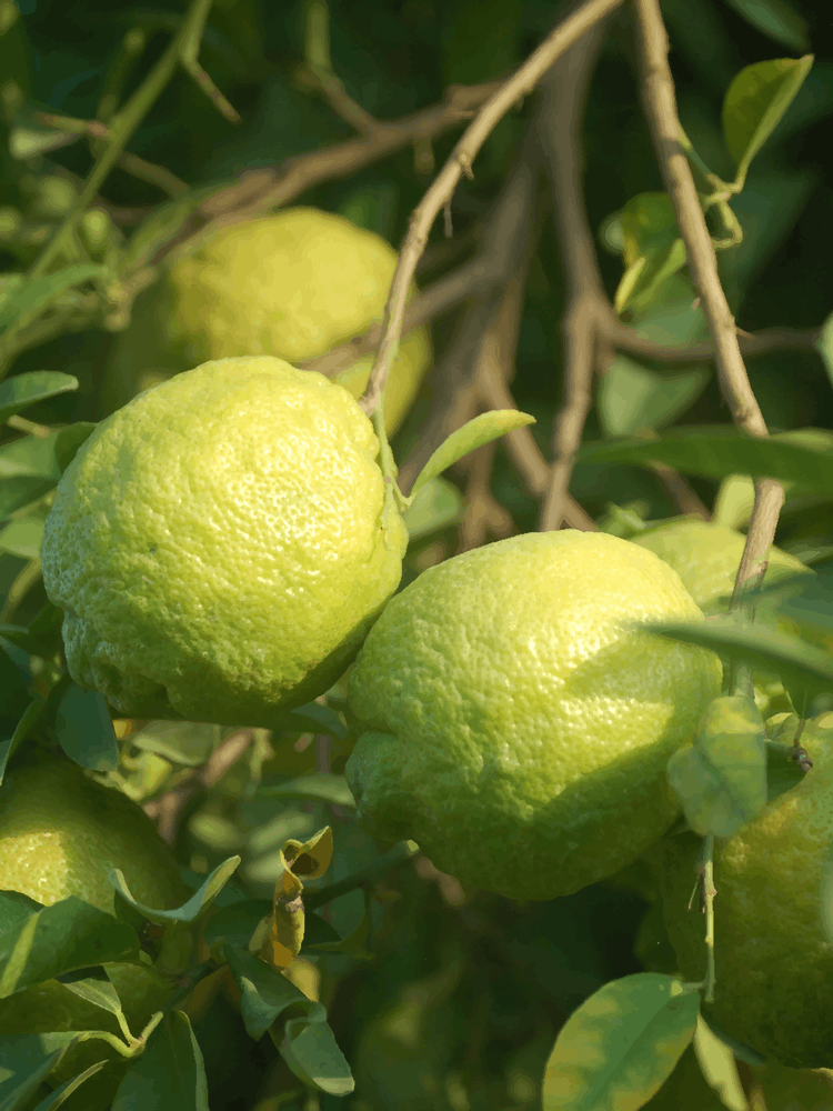 Lemons On A Tree