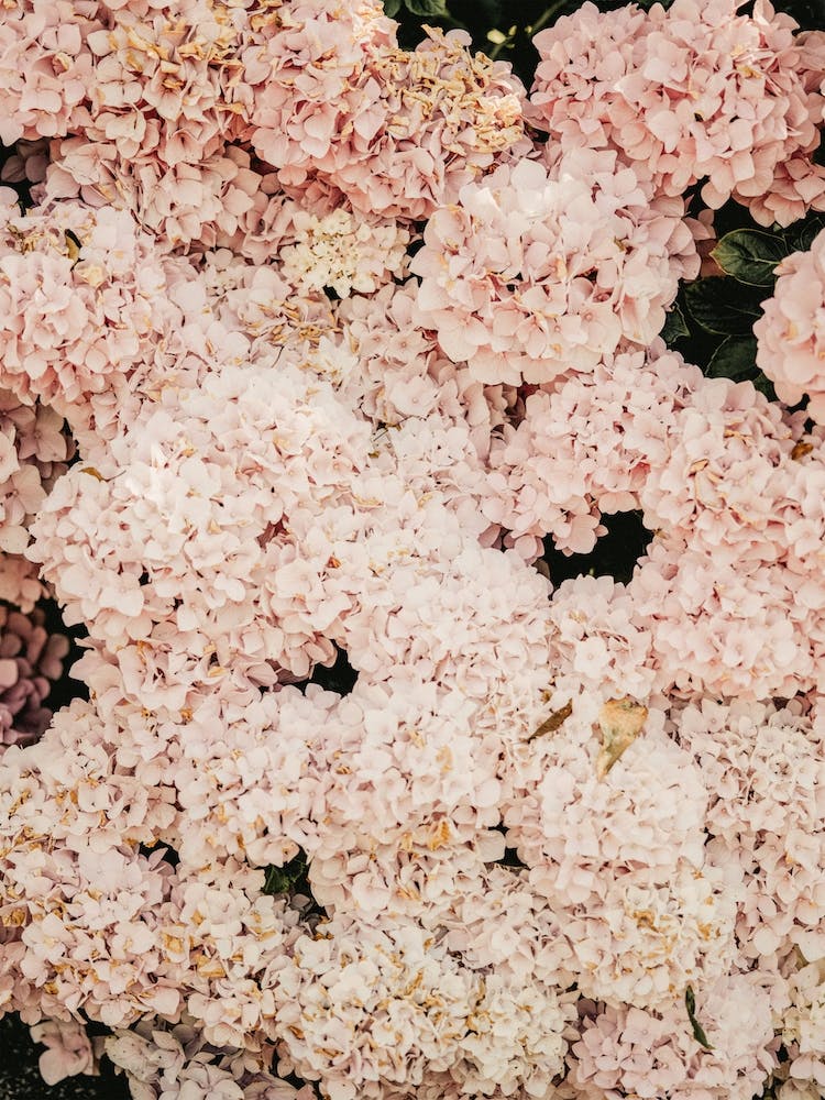 Blush Hydrangea Bush
