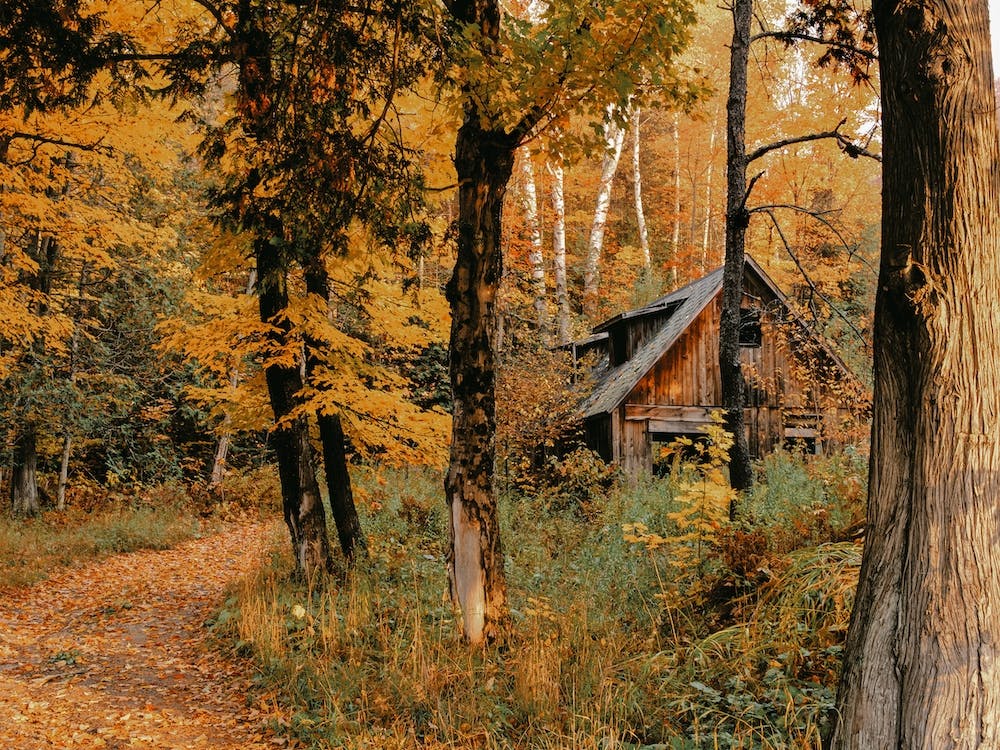 Cabin In Fall Forest